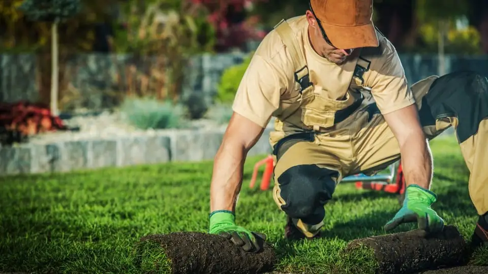 A landscaper laying fresh rolls of turf in a garden